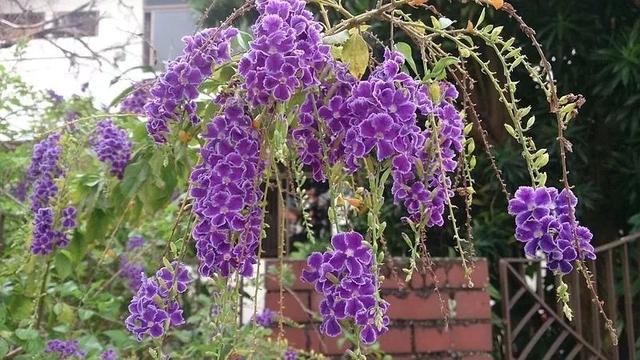 假连翘盆景怎么养，比较冷门小众的盆栽蕾丝金露花