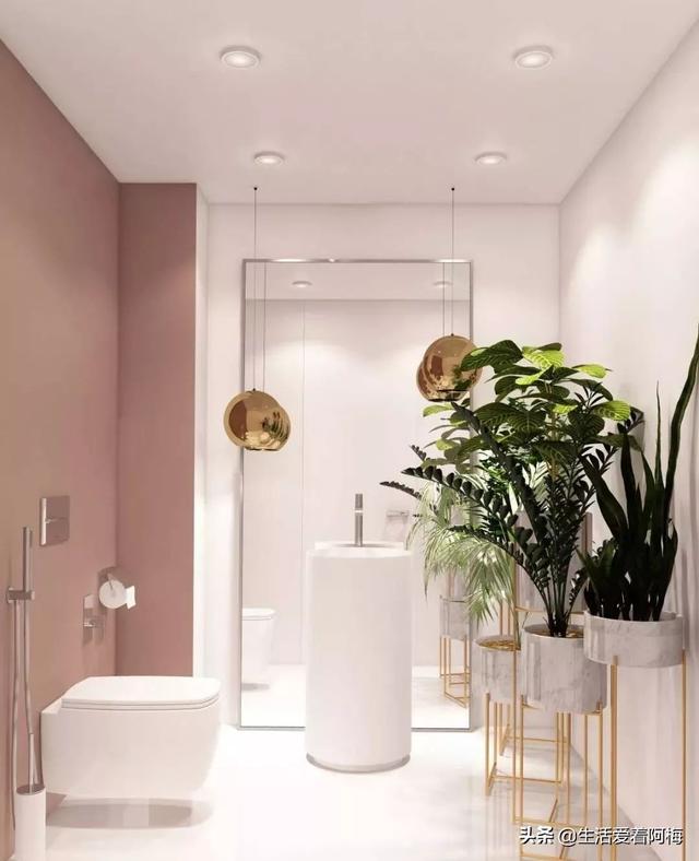 霸王芋，卫生间潮湿、发霉、不通风（霸王芋的养殖方法和注意事项）