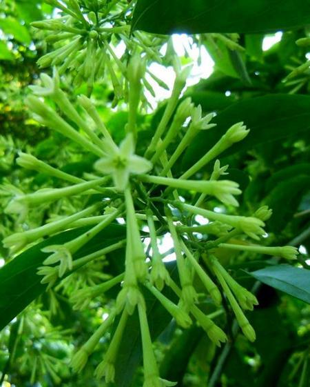 夜来香花，开花芬芳的夜来香（夜来香花的功效与作用）