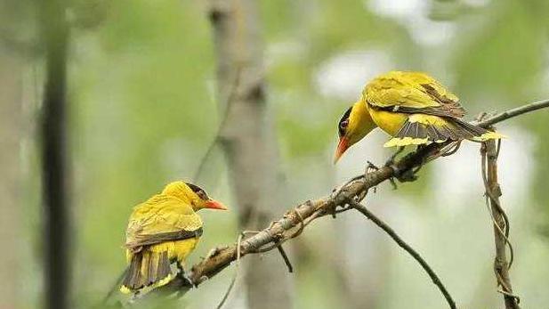 巫峡巫山杨柳多下一句，巫峡巫山杨柳多的下一句是什么（为什么不能改为两岸黄鹂鸣翠柳）