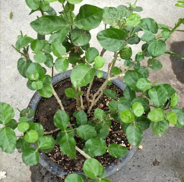 茉莉的养殖方法和注意事项，双色茉莉的养殖方法和注意事项（生长期做好这几点）