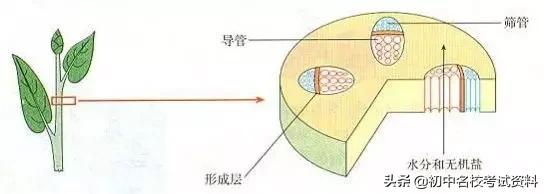 血型配对表图口诀，血型遗传规律表顺口溜（冲刺2020年中考-初中生物记忆口诀+知识点大全）