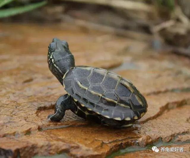 乌龟冬眠需要准备什么，乌龟冬眠怎么养（你的龟需要哪些准备呢）