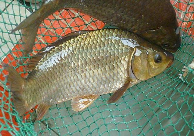 鲫鱼籽可以吃吗，鲫鱼籽可以吃吗有什么副作用（这个季节的专用钓鲫钓法）