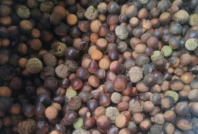 苦槠豆腐做法，苦槠豆腐做法大全（苦槠：苦涩只是它的保护色）