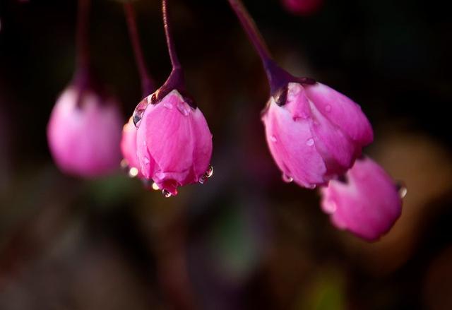 垂丝海棠花语是什么，垂丝海棠的含义（花语～垂丝海棠！）