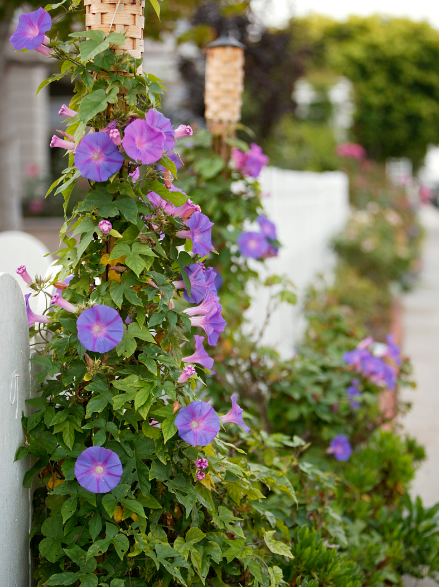 郁金香有毒吗 适合室内养吗，郁金香有毒吗（这3种“毒花”家里不要养）