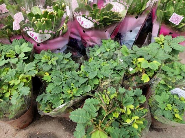 荷花最好看的品种是什么，这花最好看、最好养