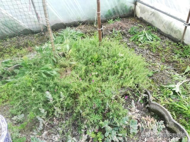 枝干番杏的简介-枝干番杏的养殖方法，枝干番杏的花期（<三>传说中的五平方枝干番杏）