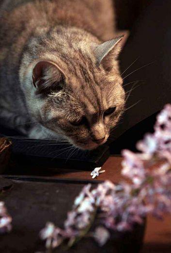 春天古诗25首简单的，关于春天的25首简单古诗有哪些（在诗韵中遇见最美的春天）