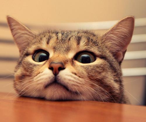 猫咪呼噜呼噜是什么意思，猫咪为什么会发出“呼噜呼噜”的声音呢