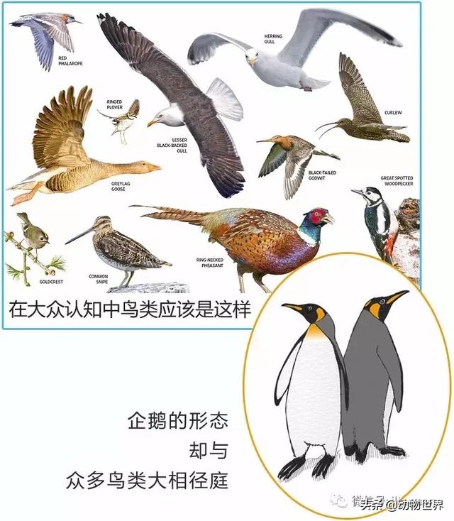 企鹅都有哪几种分别生活在哪里呢，企鹅都有哪些（详解世界上的18种企鹅<一>）