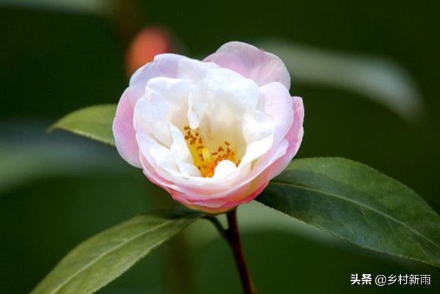 白色山茶花图片，野山茶花是怎样的（每日春花，山茶花）