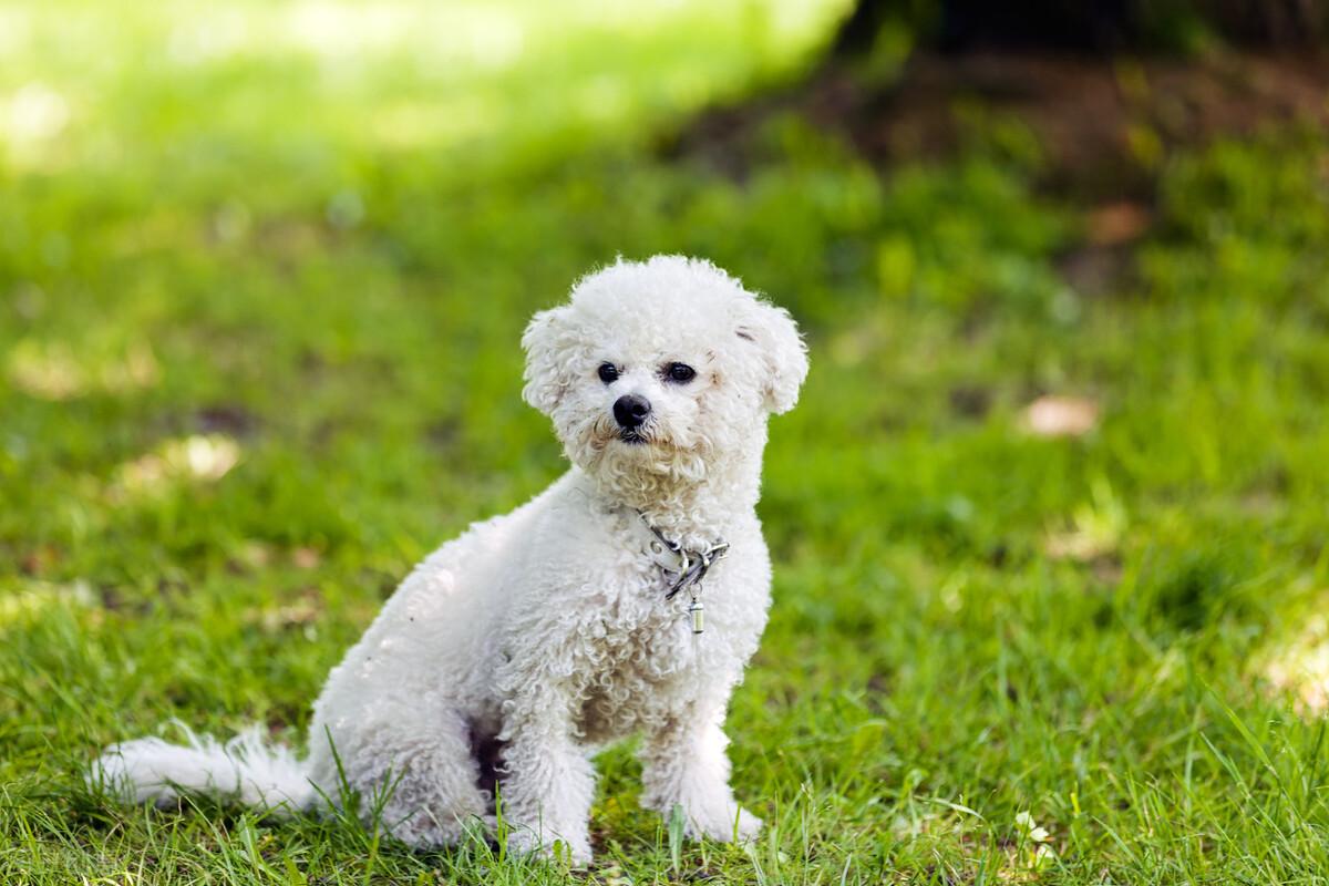 比熊犬价格多少钱一只 比熊多少钱一只 白色