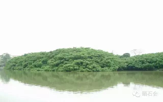 中国十大稀有珍贵名木，中国十大珍贵树种有哪些（中国十大千年古树欣赏）