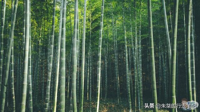 宜兴竹海和南山竹海哪个好玩，宜兴竹海好还是南山竹海好（国内竹海景区中唯一的5A）
