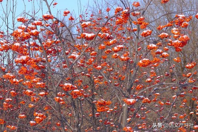 飞花令雪的诗句，飞花令里的诗句100首（古诗飞花令“雪”，你知道多少）