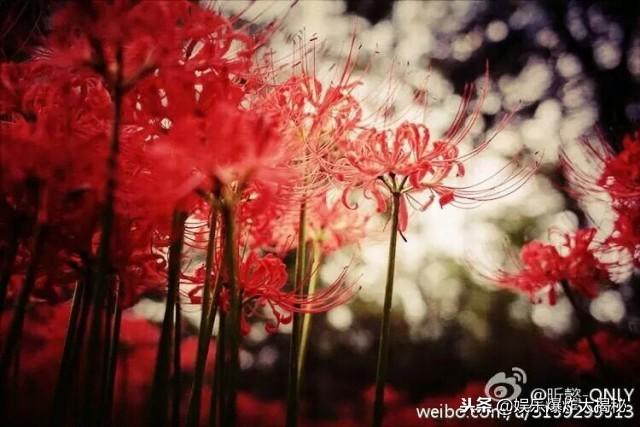 曼珠沙华的英文名，彼岸花的英文（曼珠沙华为何叫彼岸花）