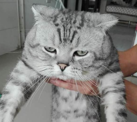 苏格兰折耳猫图片，折耳猫有什么品种（让很多人都不敢养）