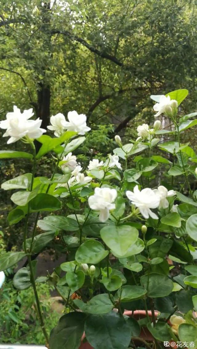 如何自制氮肥，自制氮肥怎么做（氮磷钾肥别买了）