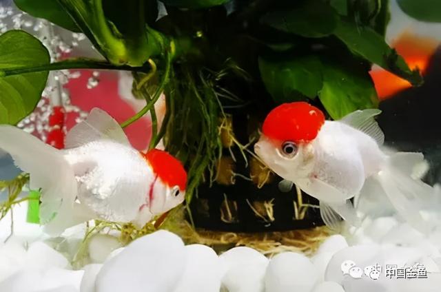 鱼怎么繁殖下一代，鱼是怎么繁殖后代的（春天到了，孕育鱼宝宝）