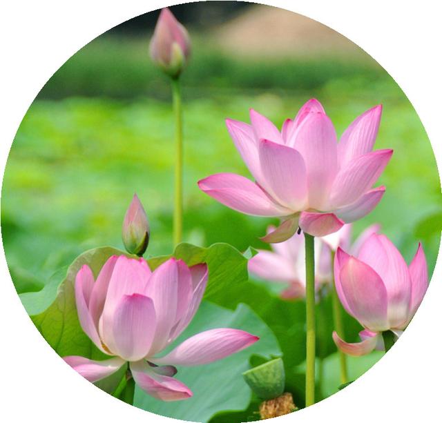 花朵风景头像 十里微信，花朵风景头像 十里（色彩缤纷的花朵图片）