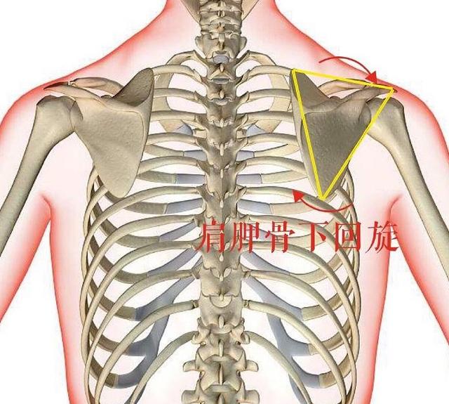 溜肩怎么练成平肩，男生溜肩怎么练成平肩（上斜方肌受着不可承受之重。选对方法）