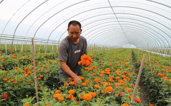 万寿菊花市场价多少一公斤，一亩万寿菊能卖多少钱（二十一团积极探索特色农业种植）