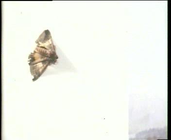 家里飞来一只蝴蝶意味着什么，飞来一只蝴蝶一直不走（42年前TVB灵异剧）