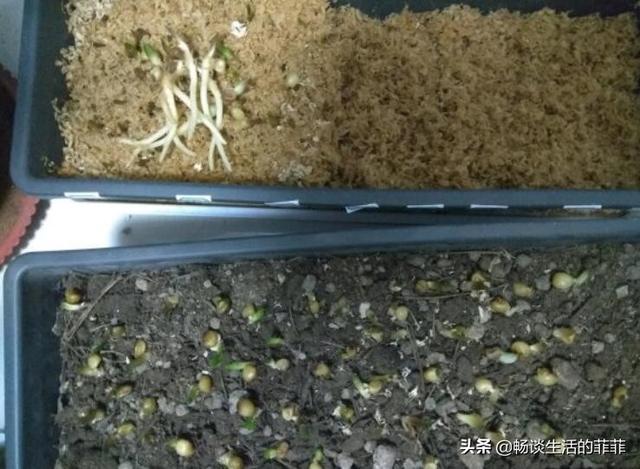 君子兰换土能用旧土吗，用君子兰专用土给君子兰换土可以吗（君子兰的换土方法）