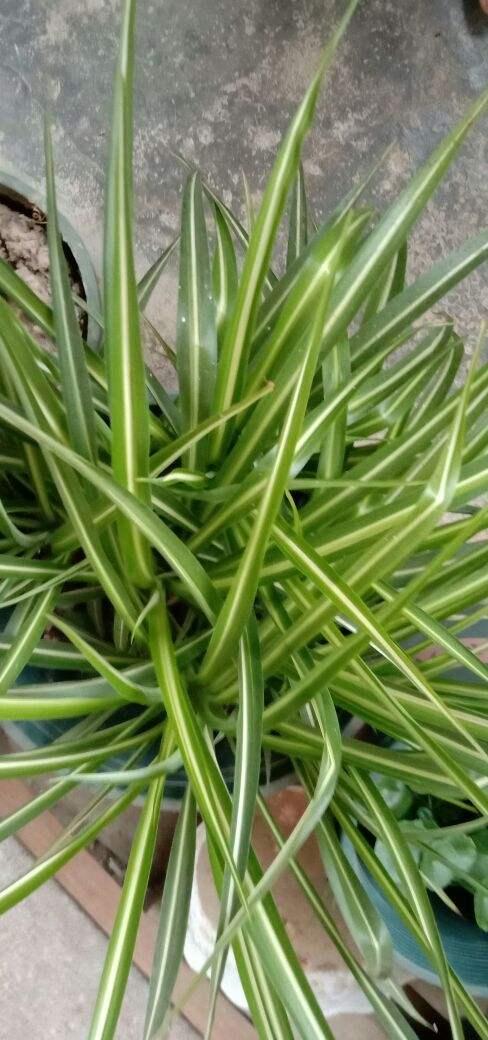 适合家里养的花，家里客厅适合养什么花（养在室内提升气质）