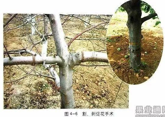苹果树修剪技术，苹果树修剪技巧（苹果树“傻瓜式”修剪技术）