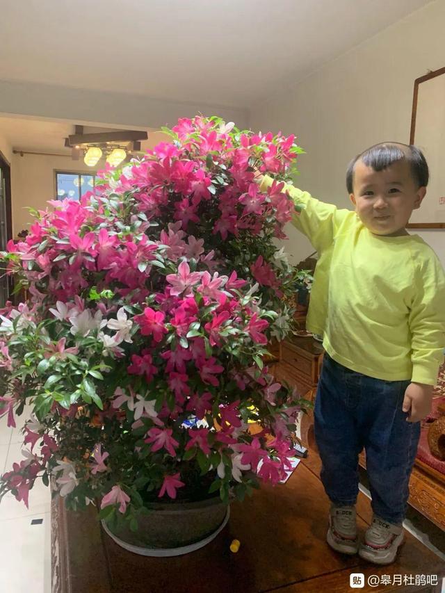 30种适合懒人养的花夏季，蹭蹭疯长、爆盆