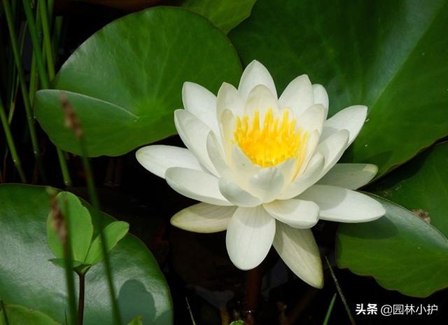 天花乱坠的意思，天花乱坠什么意思（“天花乱坠”中的“天花”原来指的是这几种花）