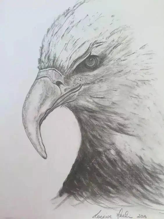 如何画一只老鹰,画一只帝王暴龙(快收藏起来临摹学习吧) 如何画一只老鹰,画一只帝王暴龙(快收藏起来临摹学习吧)