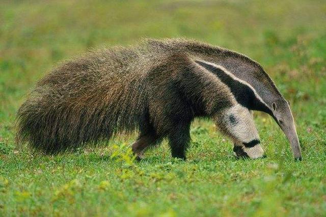 动物的舌头有什么作用，动物的舌头有哪些作用（动物舌头的“功能”对于动物来说舌头而是一件“厉害的武器”）