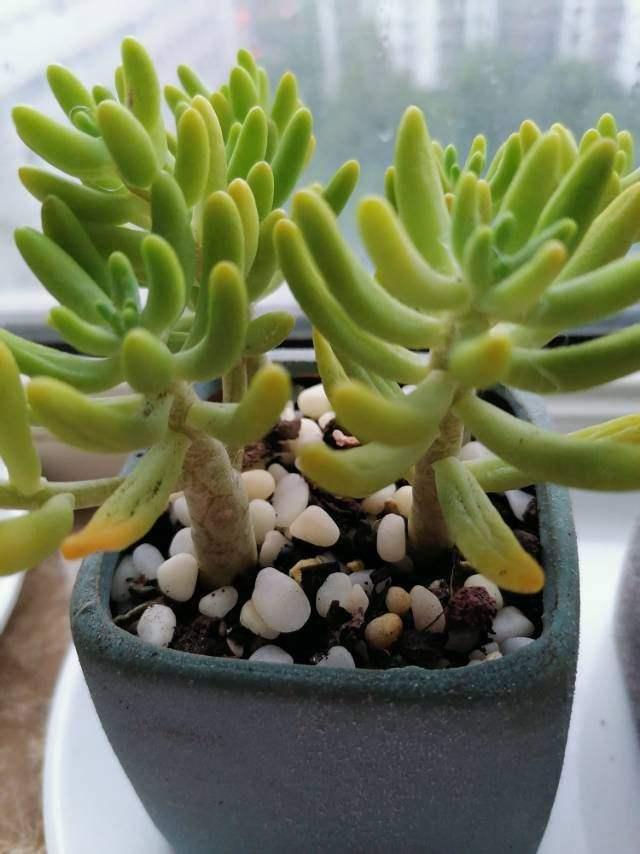 花卉图片及名称大全，常见绿植花卉及名称大全（100种常见花图鉴）