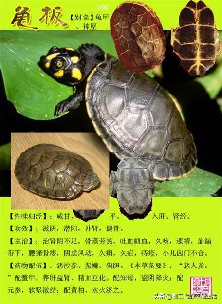 常见中草药图谱，中草药经典图谱（让你知道常用药都长啥样）