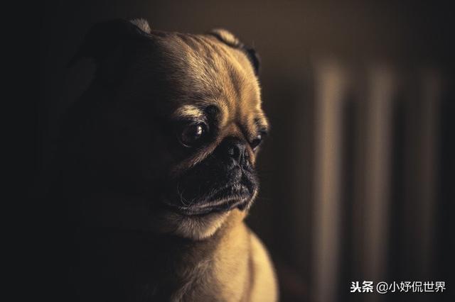 丝毛狗什么品种，丝毛犬有哪些品种（10种随着时间的推移而改变了容颜的犬种）