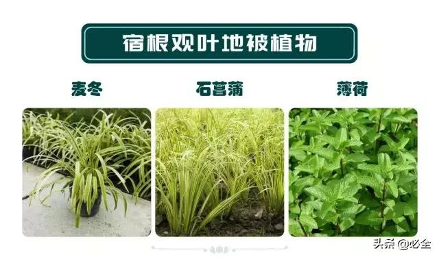 非洲茉莉，这些知识你是否具备（非洲茉莉花图片）