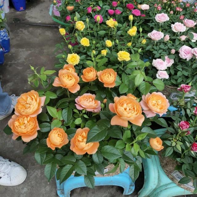 荷花最好看的品种是什么，这花最好看、最好养