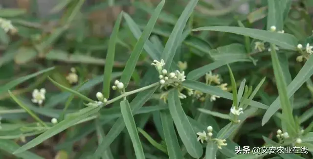 野荞麦根和乌鸡蛋煮，野荞麦根和乌鸡蛋煮水的功效（农业科普：53种野菜）