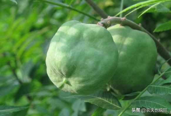 木瓜树，种1次收获300年（木瓜树长白斑菌怎么办）