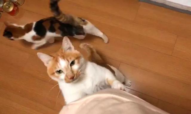 怎么解决猫咪挑食的问题，改善挑食，是一场人猫拉锯战