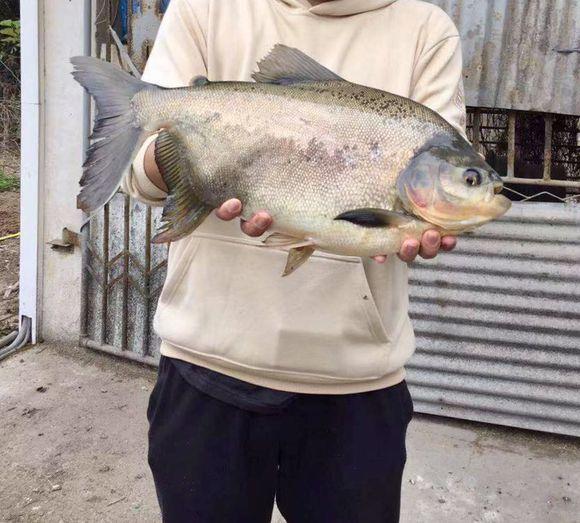 淡水白鯧魚多少錢一斤(食人魚) - 去釣魚