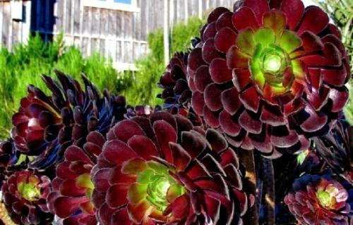 黑法师的养殖方法和注意事项，黑法师的养殖方法和注意事项视频（多肉界的“大魔头”黑法师）