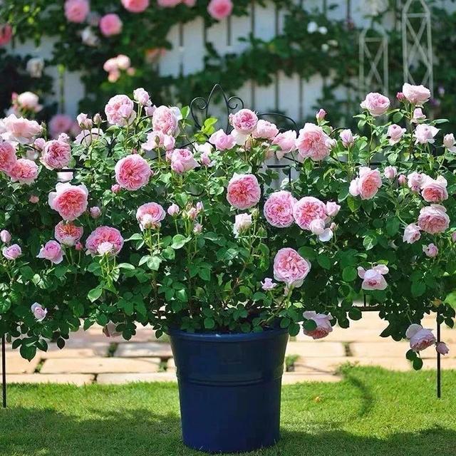 我国国花是什么花，中国国花是什么花（中国国花是什么花）