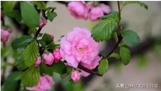 适合做手串的植物种子，适合做手串的植物种子是什么（这些路边捡的树籽儿串成手串）