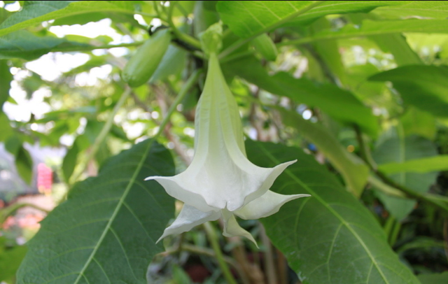 曼陀罗子的功效与作用，毛曼陀罗花的功效与作用（小时候当玩具玩的这个植物竟然有毒）