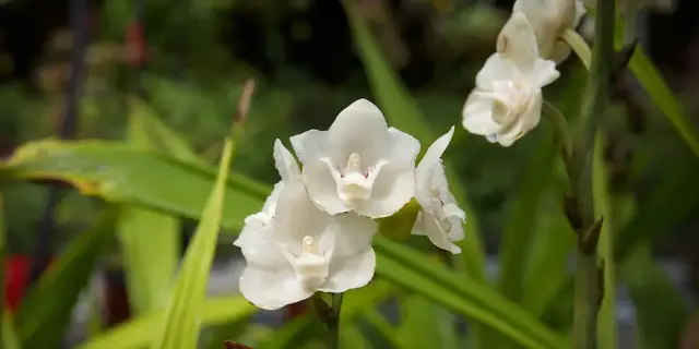 十三个国家的国花，十三个国家的国花是什么（有些没见过）